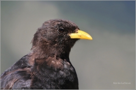 <p>KAVČE ŽLUTOZOBÉ (Pyrrhocorax graculus) /Alpine chough - Alpendohle/</p>